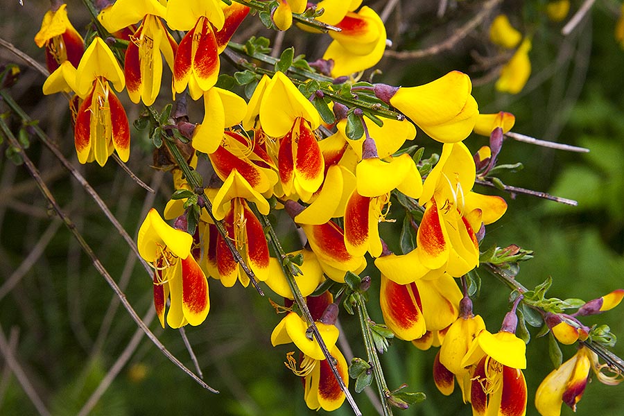 More Scotch Broom