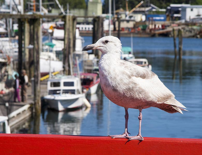 Seagull Waiting for a Handout