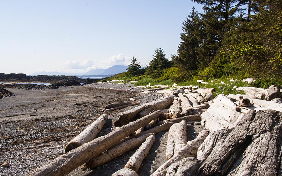 More Driftwood Further Along the Coast