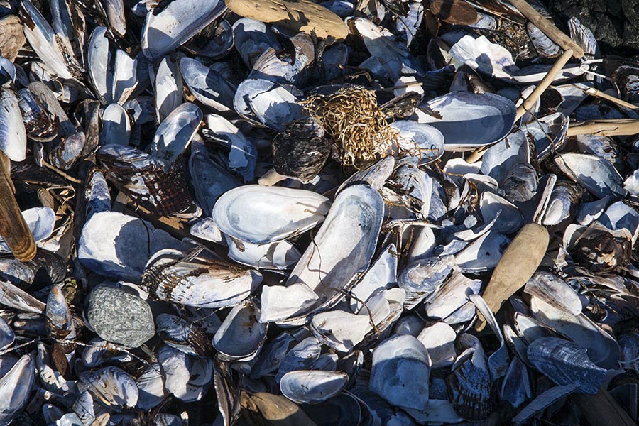 Mussel Shells