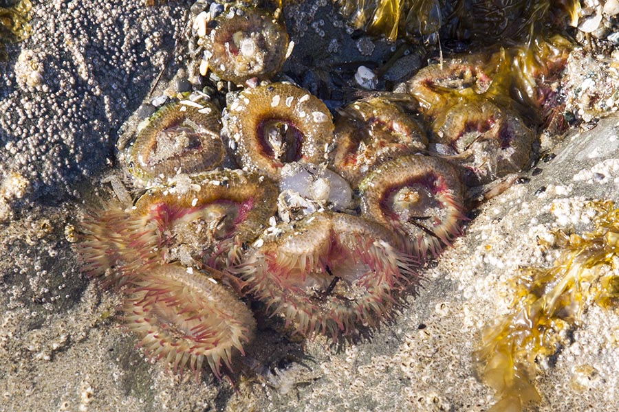 Pink Sea Anemones