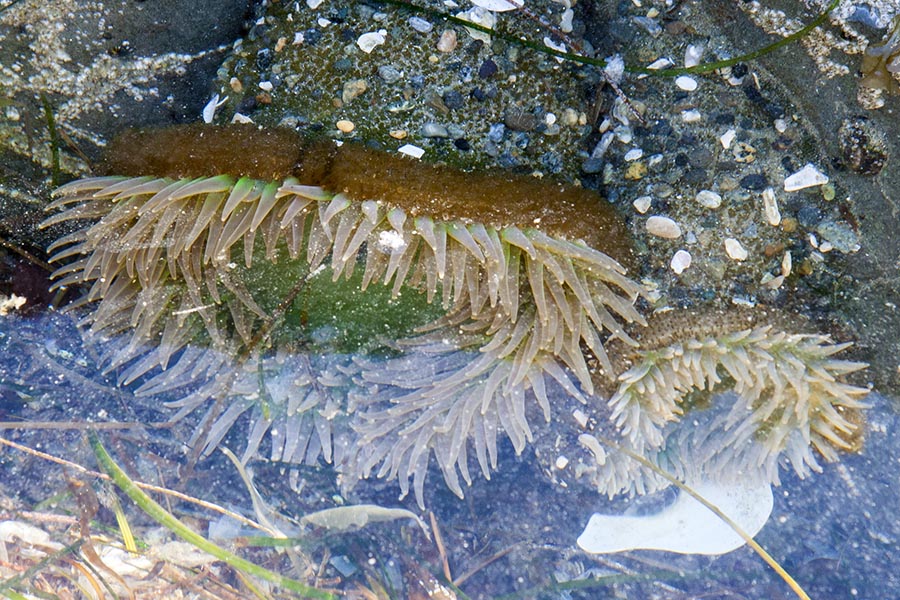 Green Sea Anemones