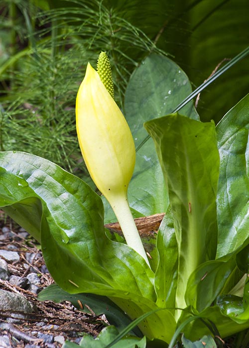 Skunk Cabbage