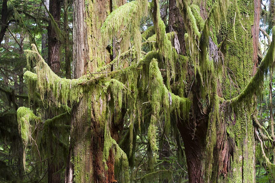 Moss Draped Forest