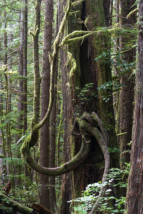 Mossy Forest