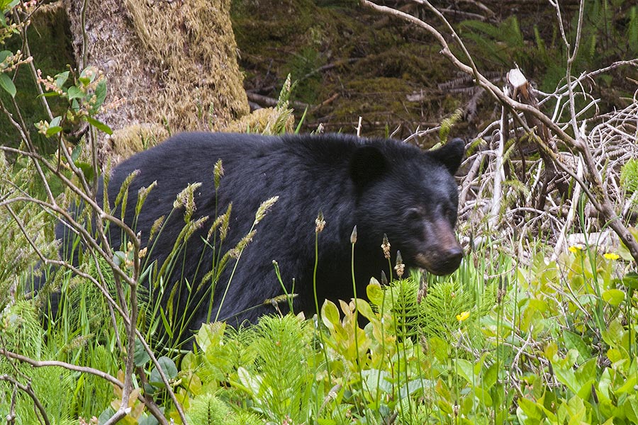 Black Bear at the Side of the Road