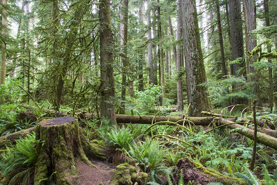 Cathedral Grove