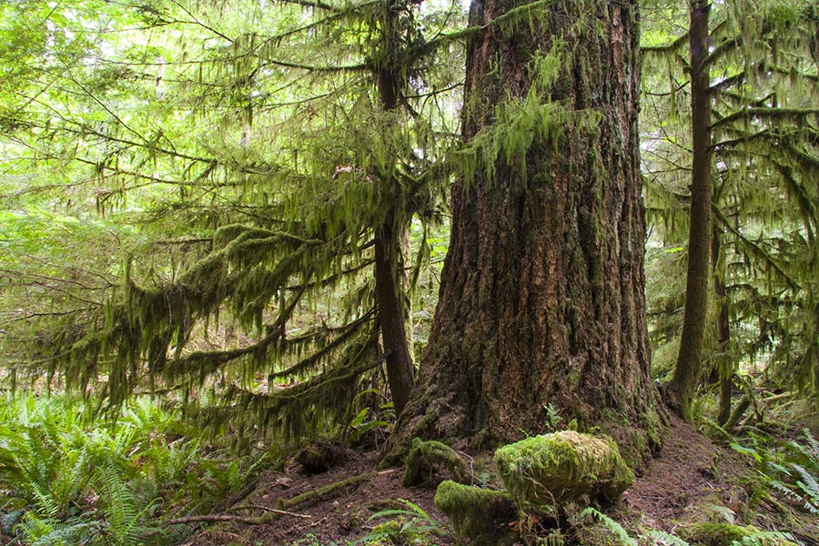 Moss-Covered Trees