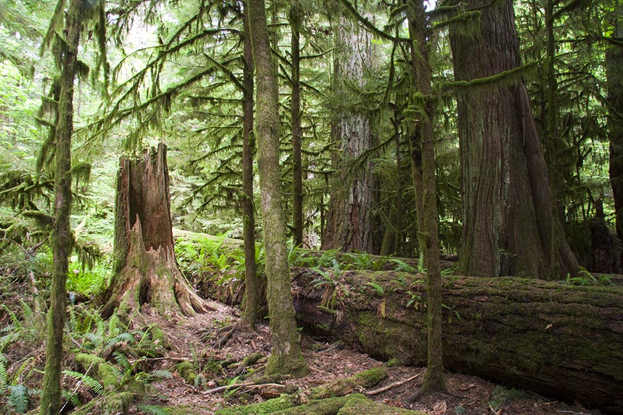 Stump in the Forest