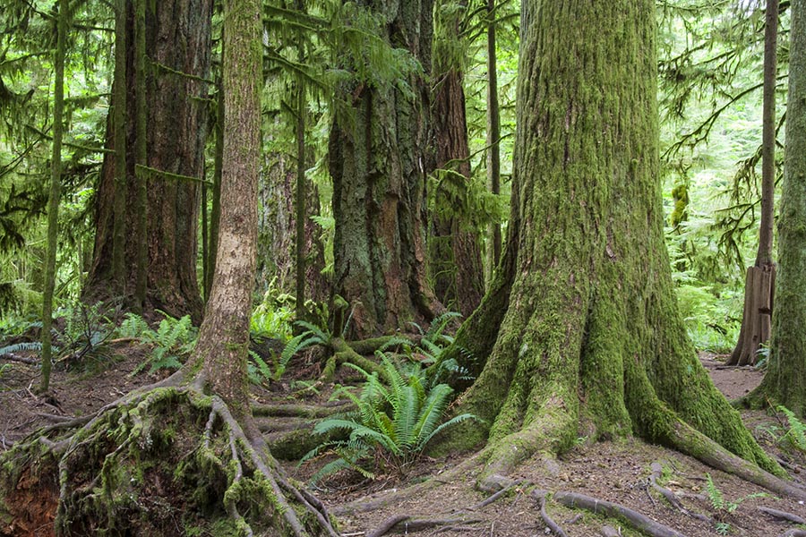 More Giant Trees