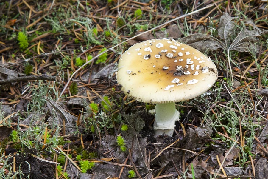 Mushroom in the Woods