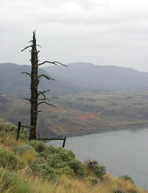 Dead Tree Overlooking Okanagan Lake