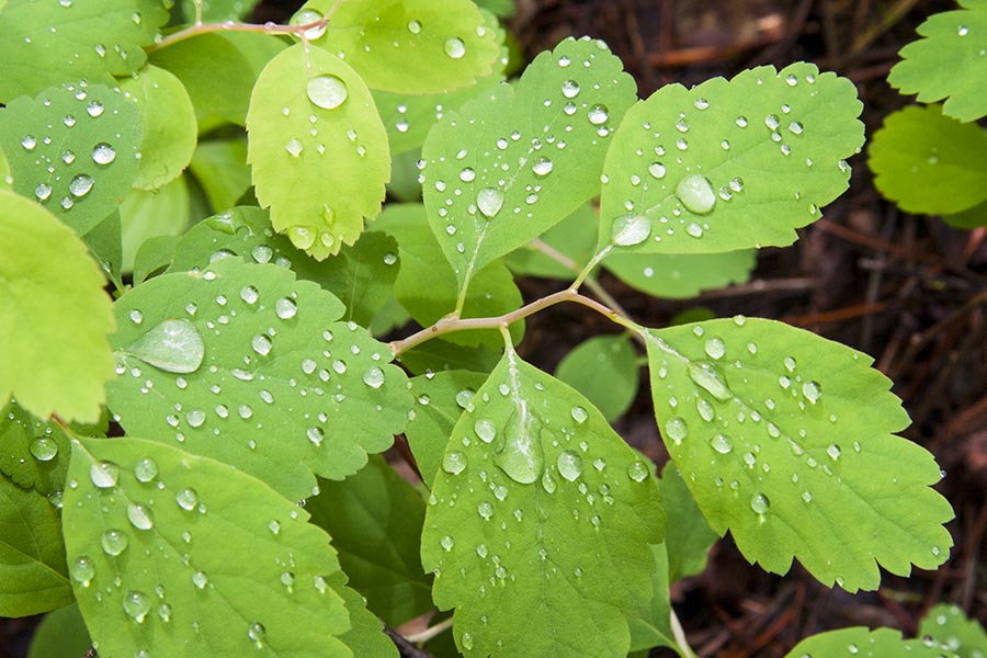 Raindrops on the Leaves