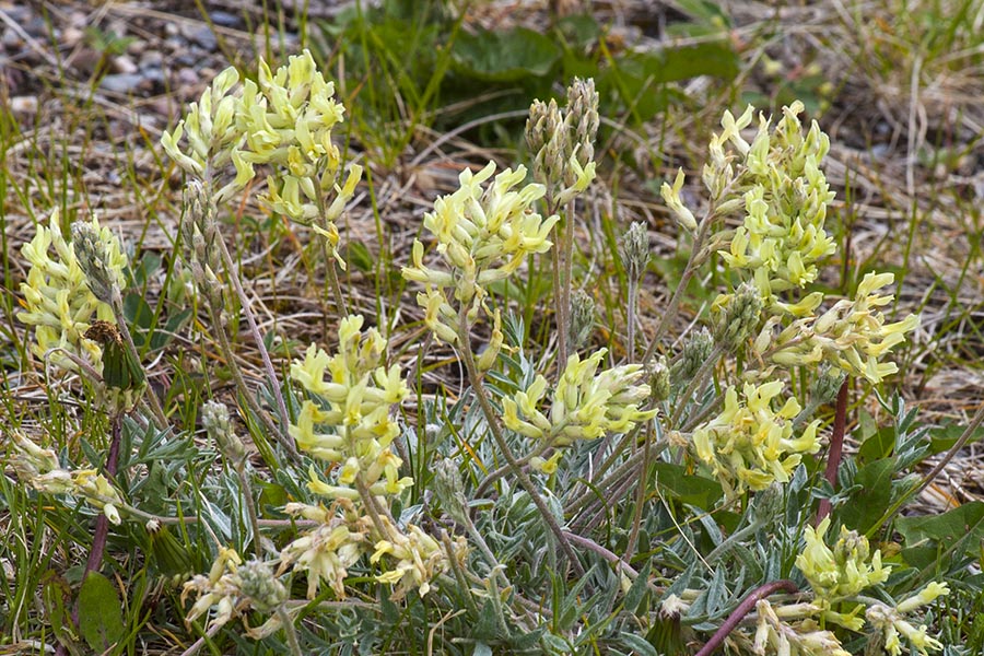 Yellow Paintbrush