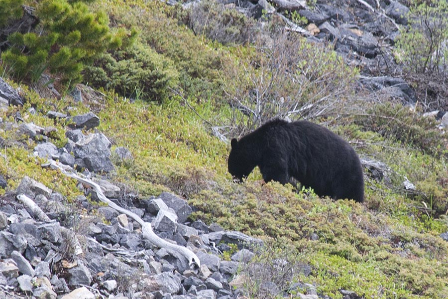 Black Bear up on a Hillside