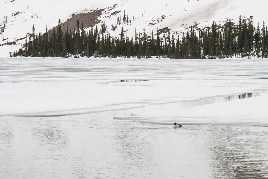 Lone Duck