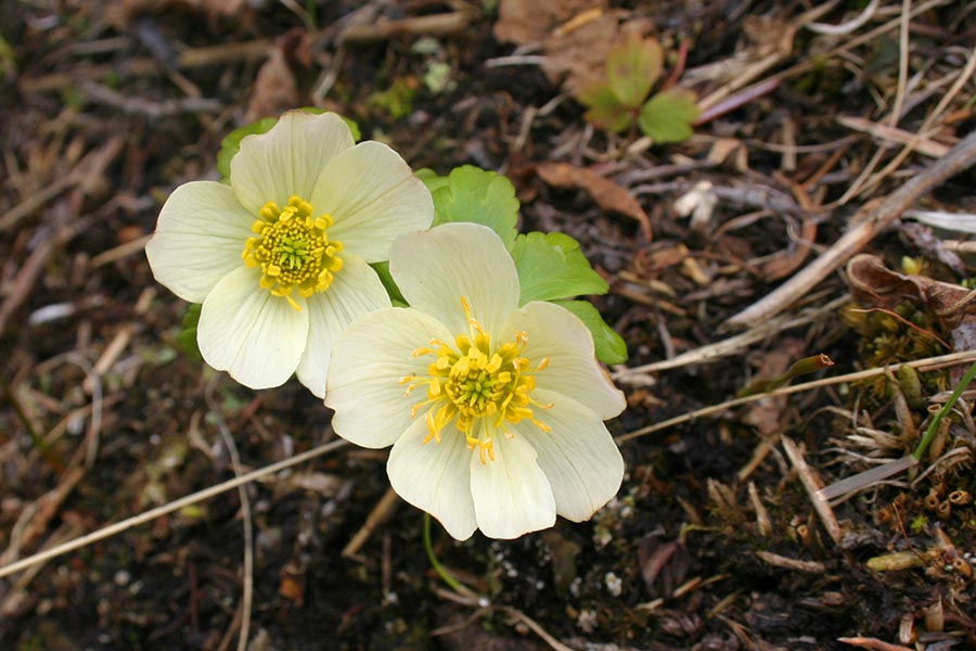 Early Wildflowers