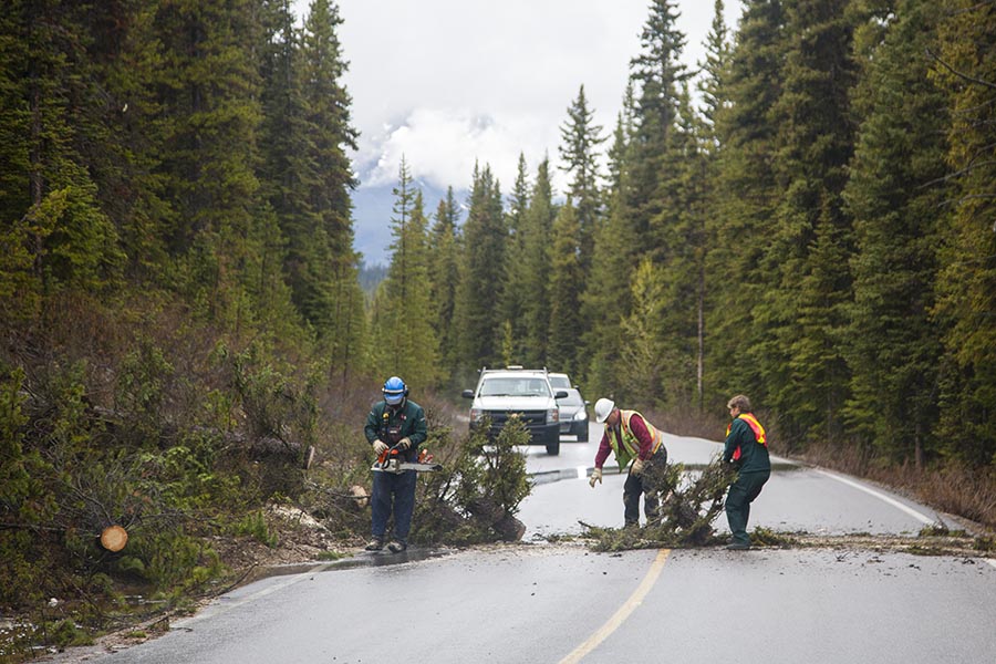 Clearing a Fallen Tree