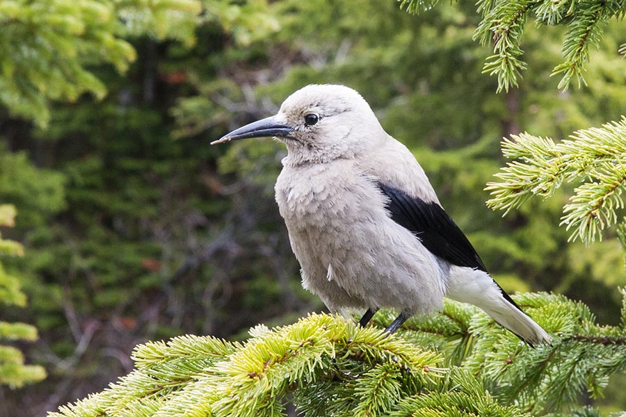 A Clark's Nutcracker 