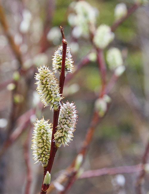 Pussy Willows  