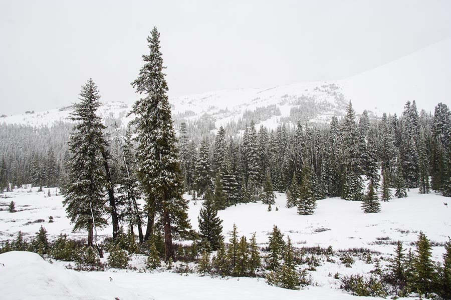 Snow-Covered Trees