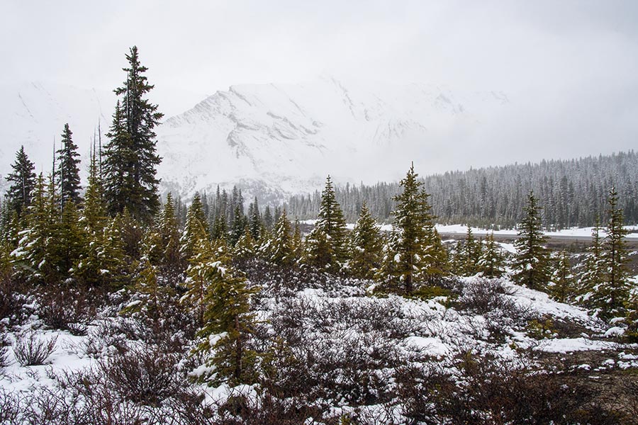 View from Wilcox Creek Picnic Area