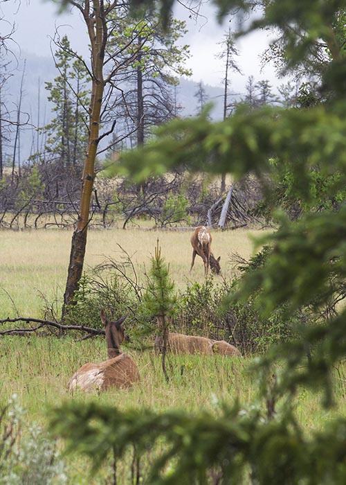 Elk in the Meadow