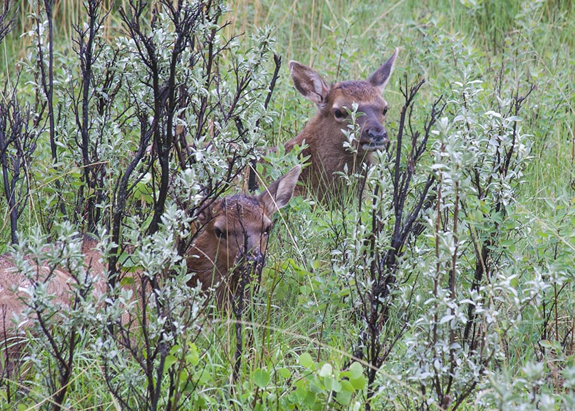 Babies in the Bushes