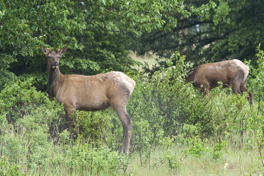 More Elk