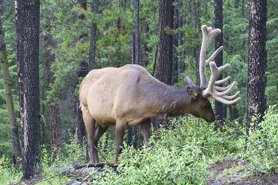 a Bull Elk