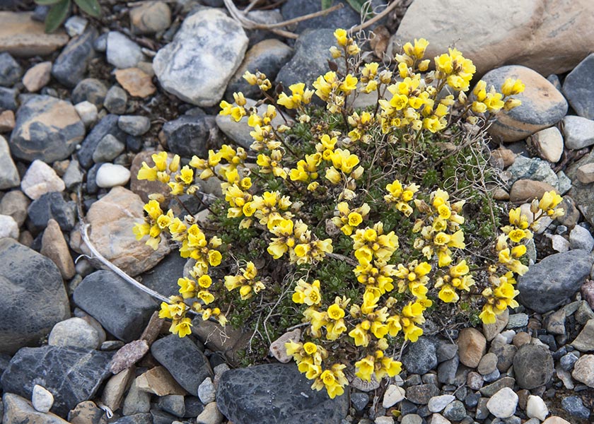 Yellow Wildflowers