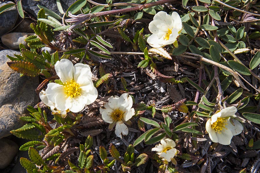 Wildflowers Growing on the Glacial Debris