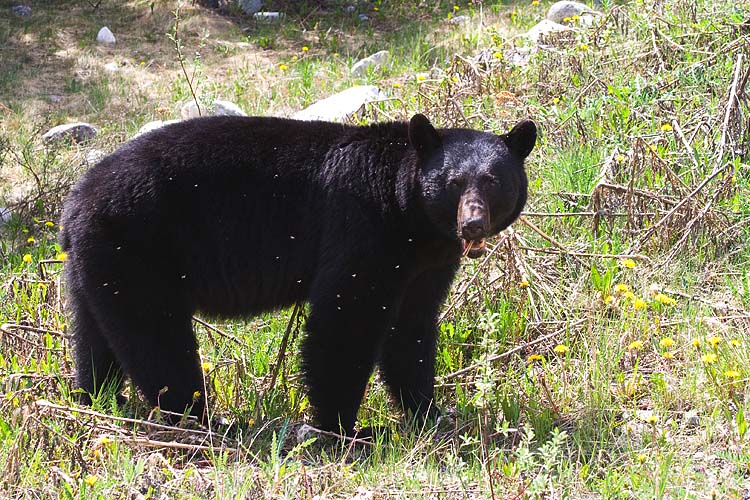 Black Bear  