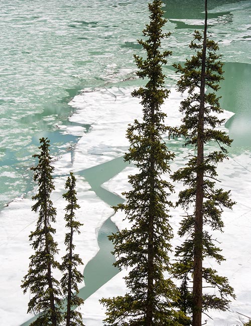 Closer Look at the Ice through the Trees