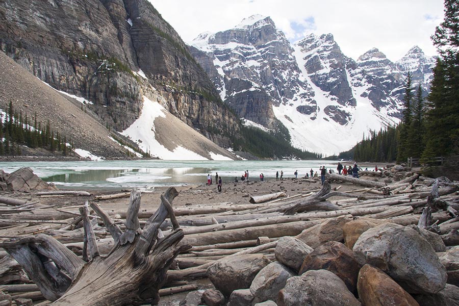 Driftwood Along the Shore