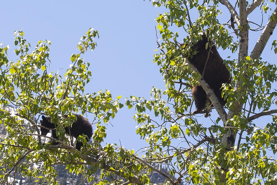 Two Cubs in a Tree