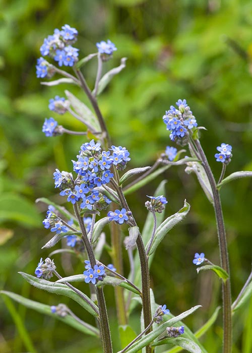 Tiny Blue Mountain Wildflowers