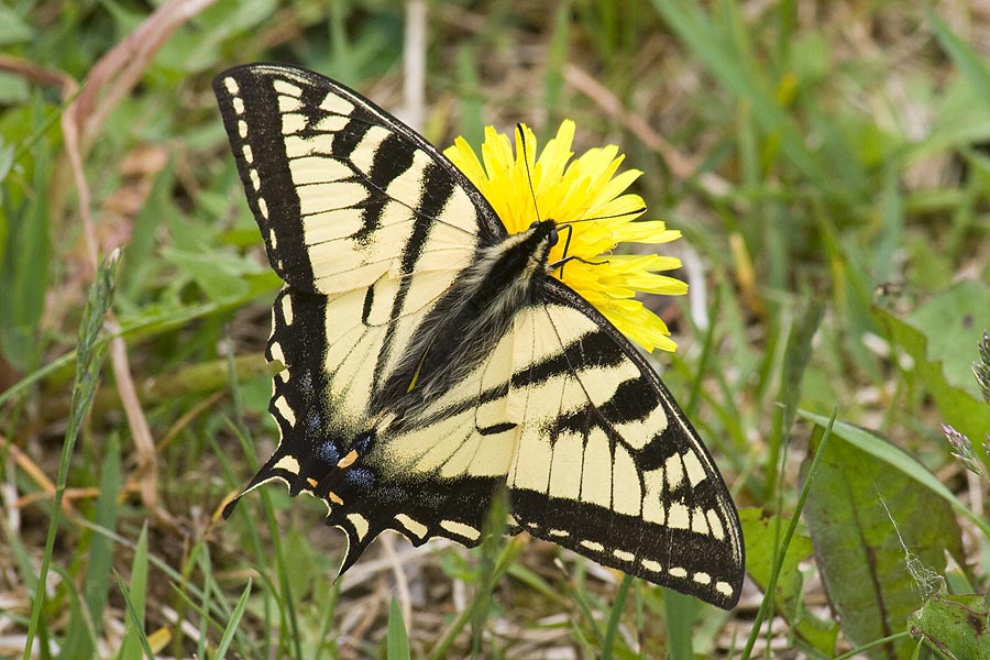 Tiger Swallowtail  