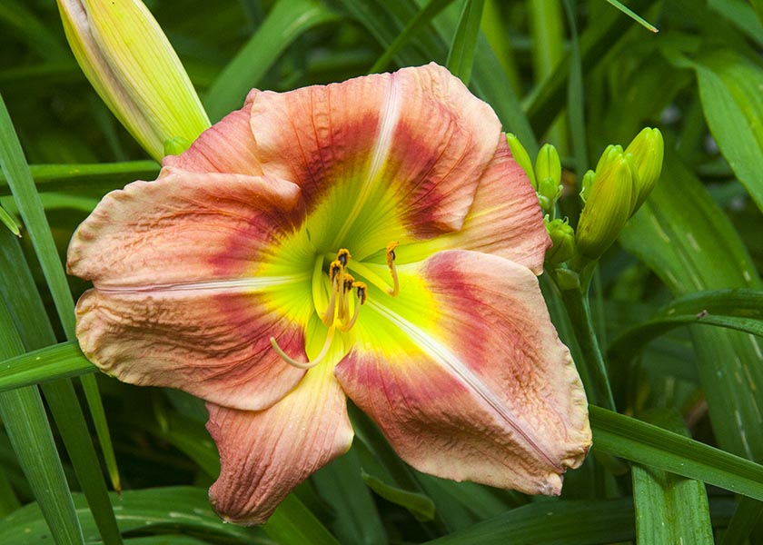 Orange Lily