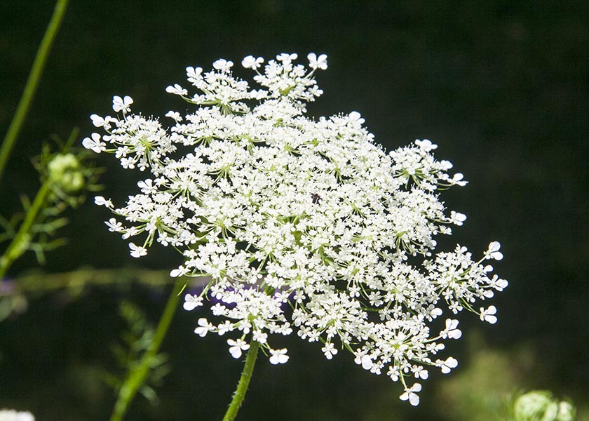 Queen Anne's Lace