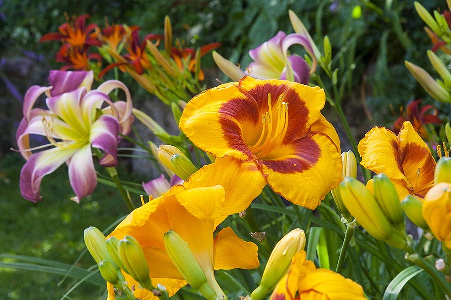Day Lilies
