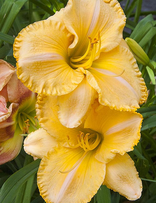Golden Ruffles