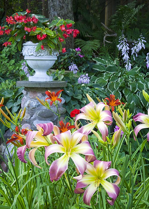 Summer Splendour