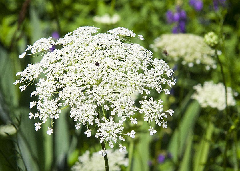 Queen Anne's Lace