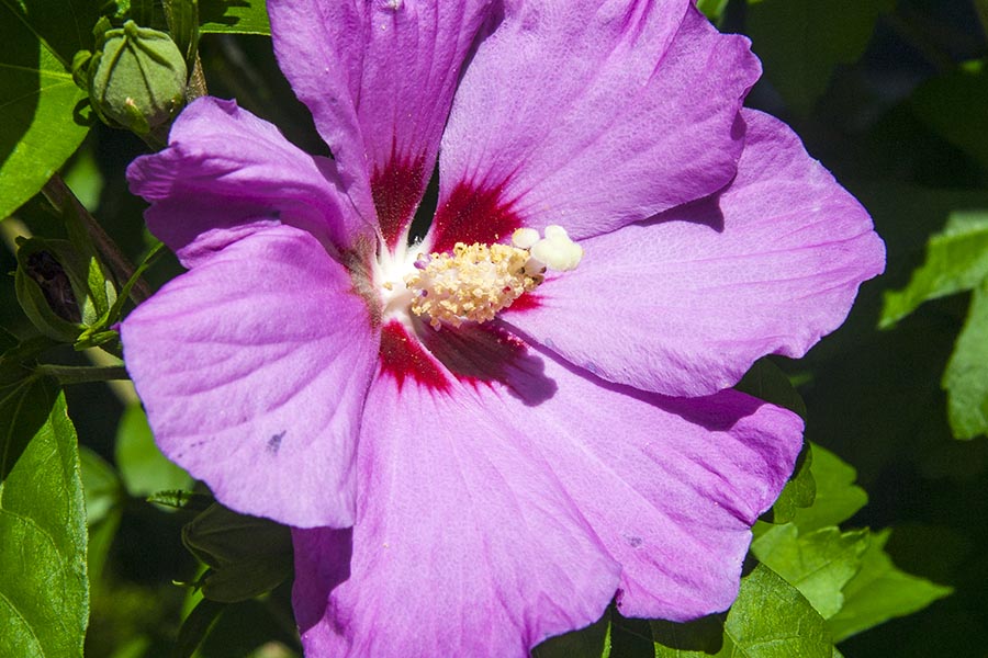 First Rose of Sharon Bloom of the Season