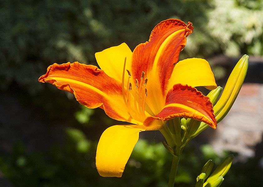 Two-Tone Day Lily