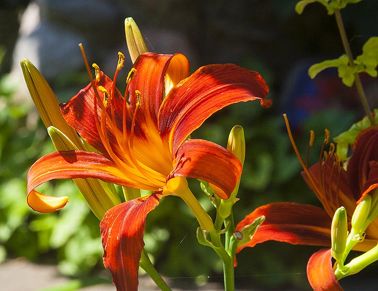 Red Lily