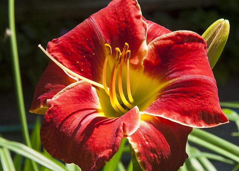Bright Red Day Lily
