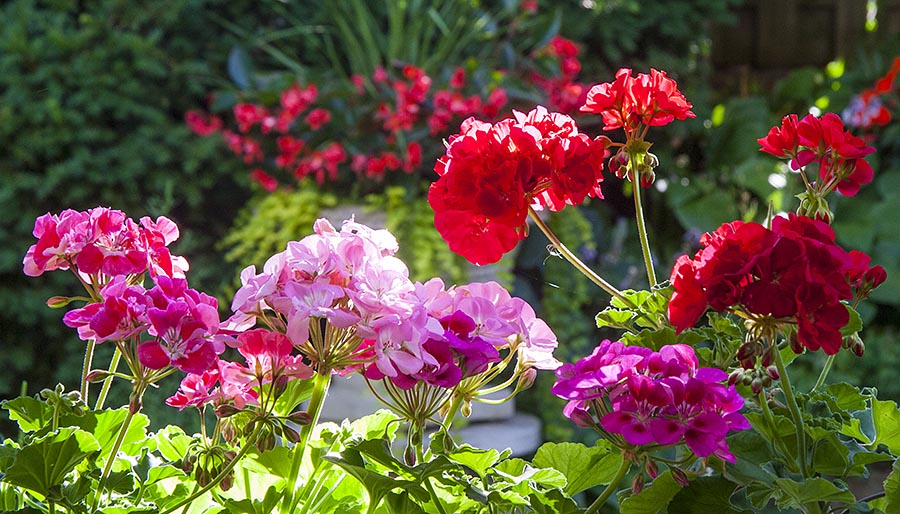 Geraniums on the Porch
