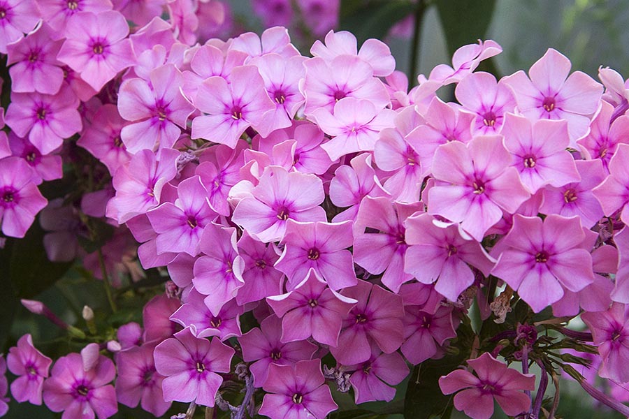 Pink Phlox